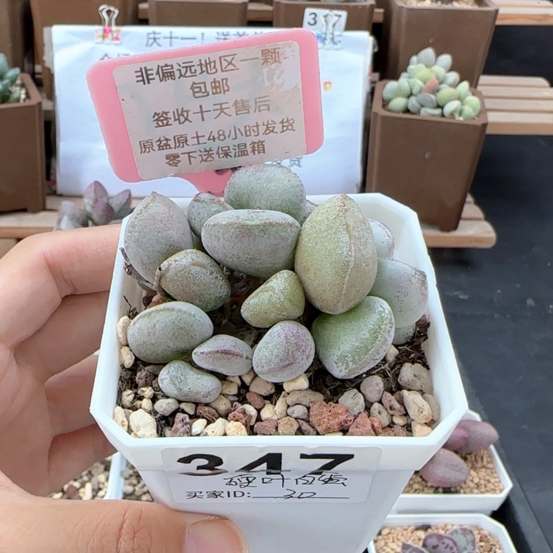347硬叶白蛋多肉