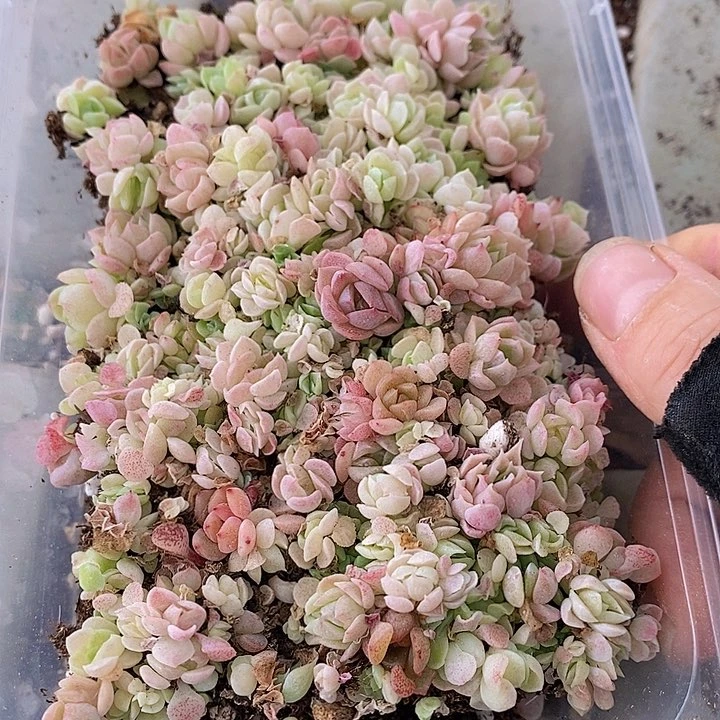 48 多肉植物盆栽花卉植物