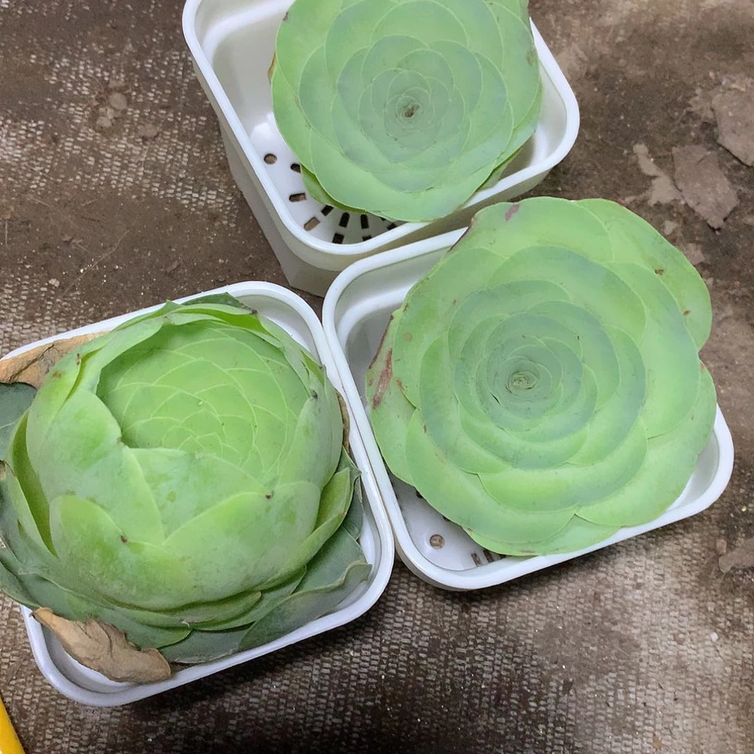 星**火老猫猫多肉一物一拍