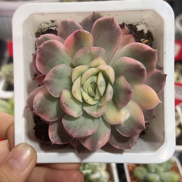 草莓蛋糕锦多肉植物
