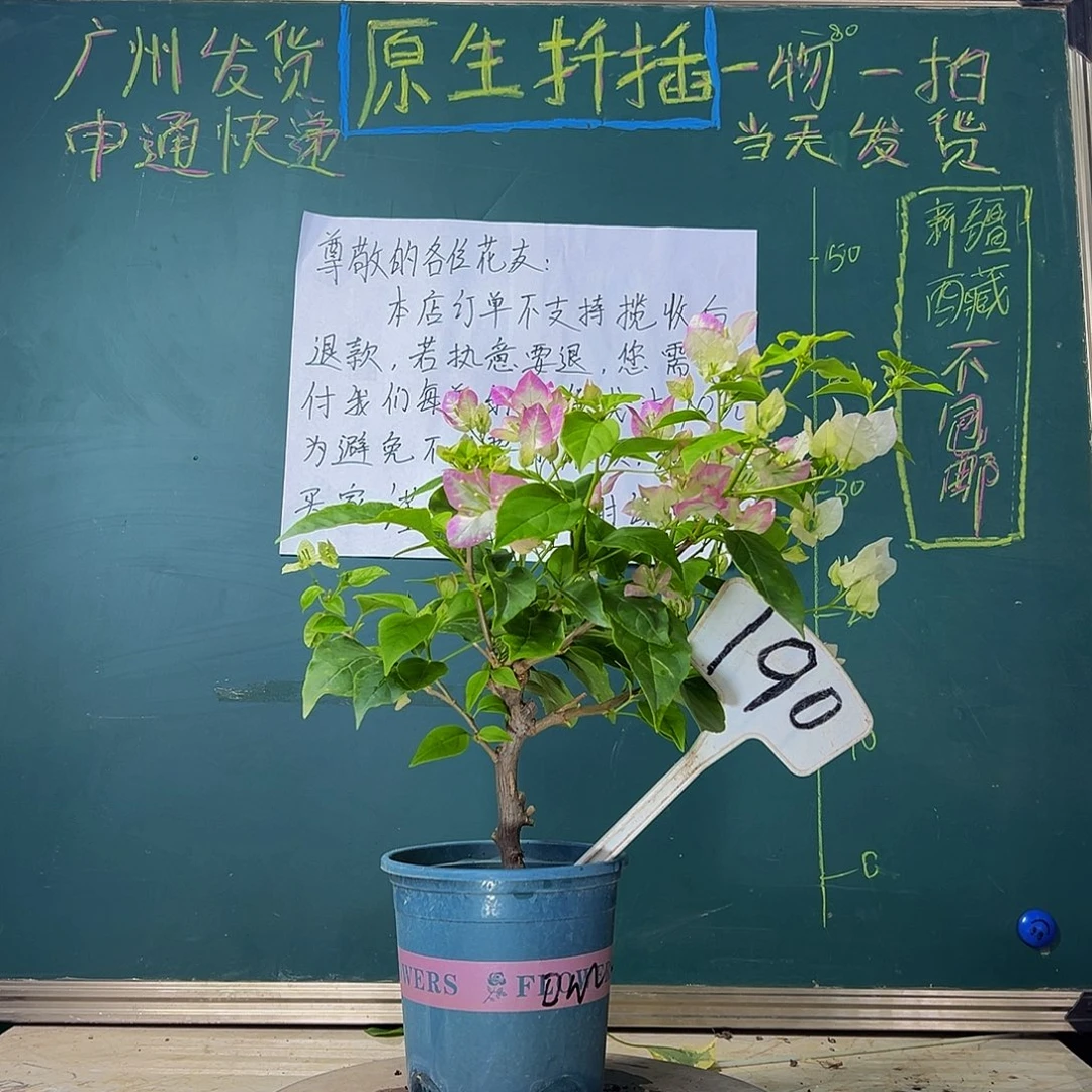 当前无花栽培后可以开花  口红  190