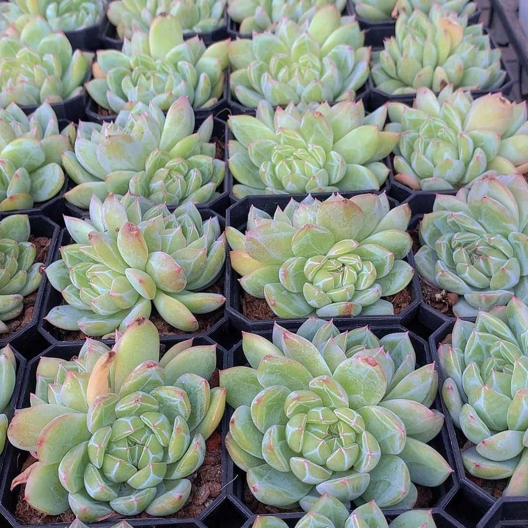 双头雪花珍妮46788999900