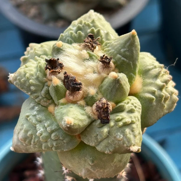 园艺仙人球/牡丹/怒涛/b300