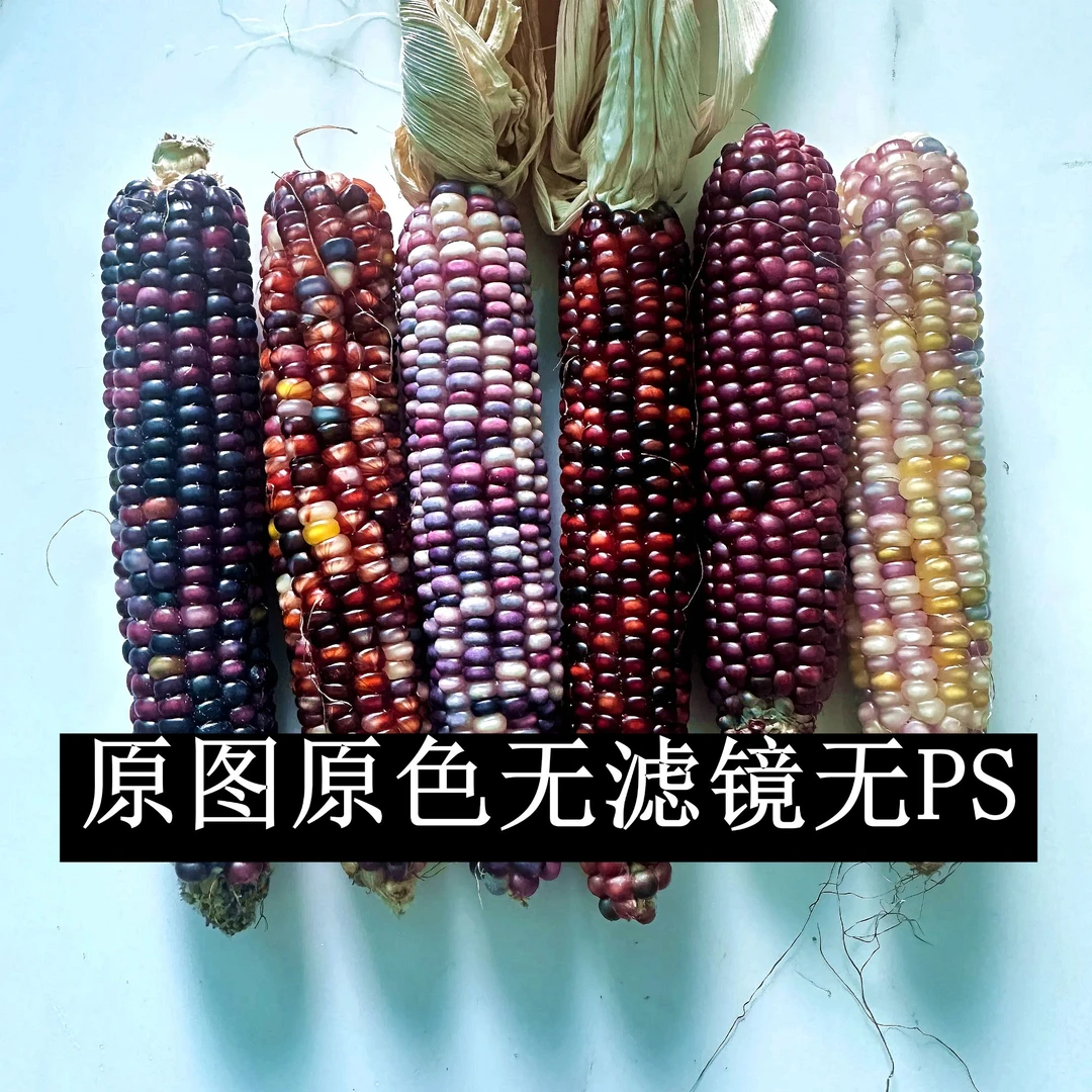未灭活文玩玉米25年新品农家自种自留种随机发货每根50-100克