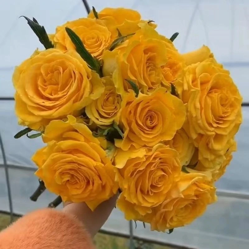 名贵品种 苏格兰黄油 高酒杯切花月季玫瑰