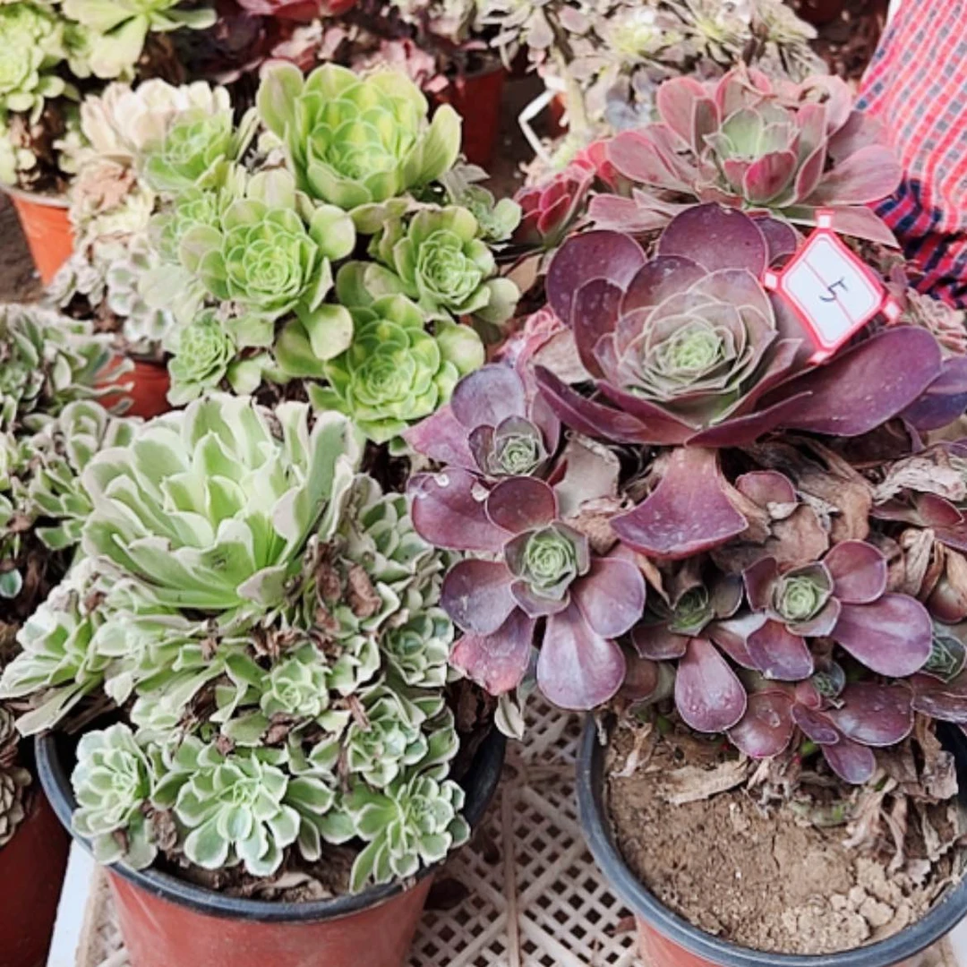 【闪购商品】无花朵烟****舞5号套餐4颗断枝不包