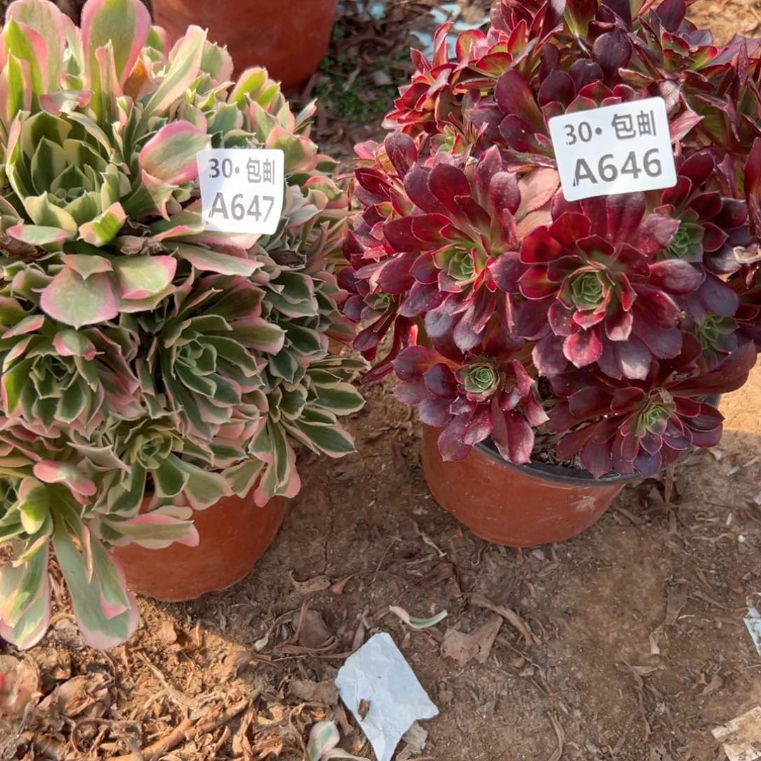 2颗多肉法师不包侧枝