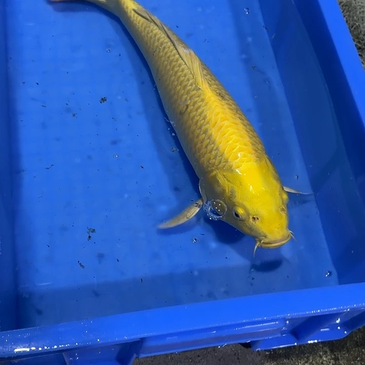 海水赤目芒果黄金
