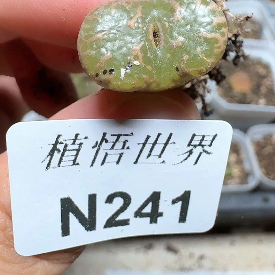 241号多肉植物哇c