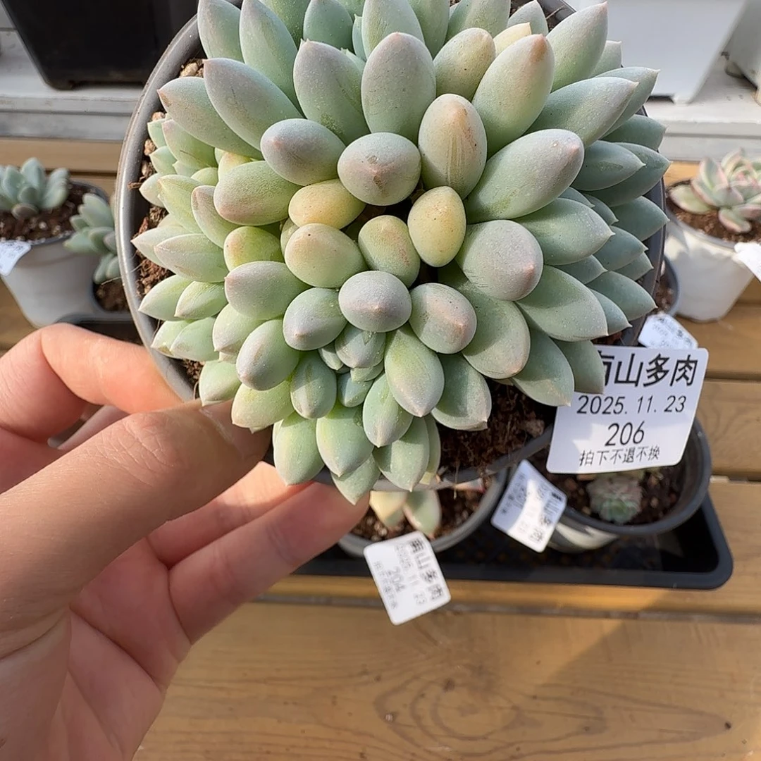 奶糖群11111123-206