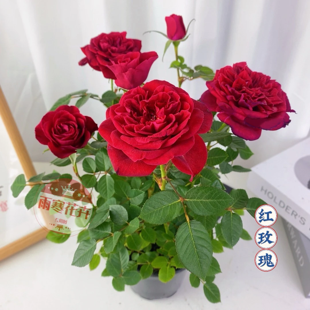大红色钻石月季玫瑰花盆栽