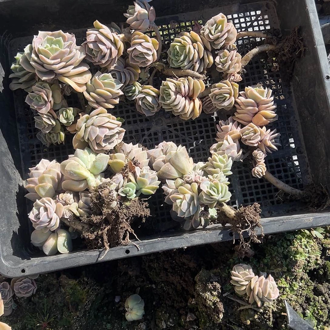 安*?135不售后6颗