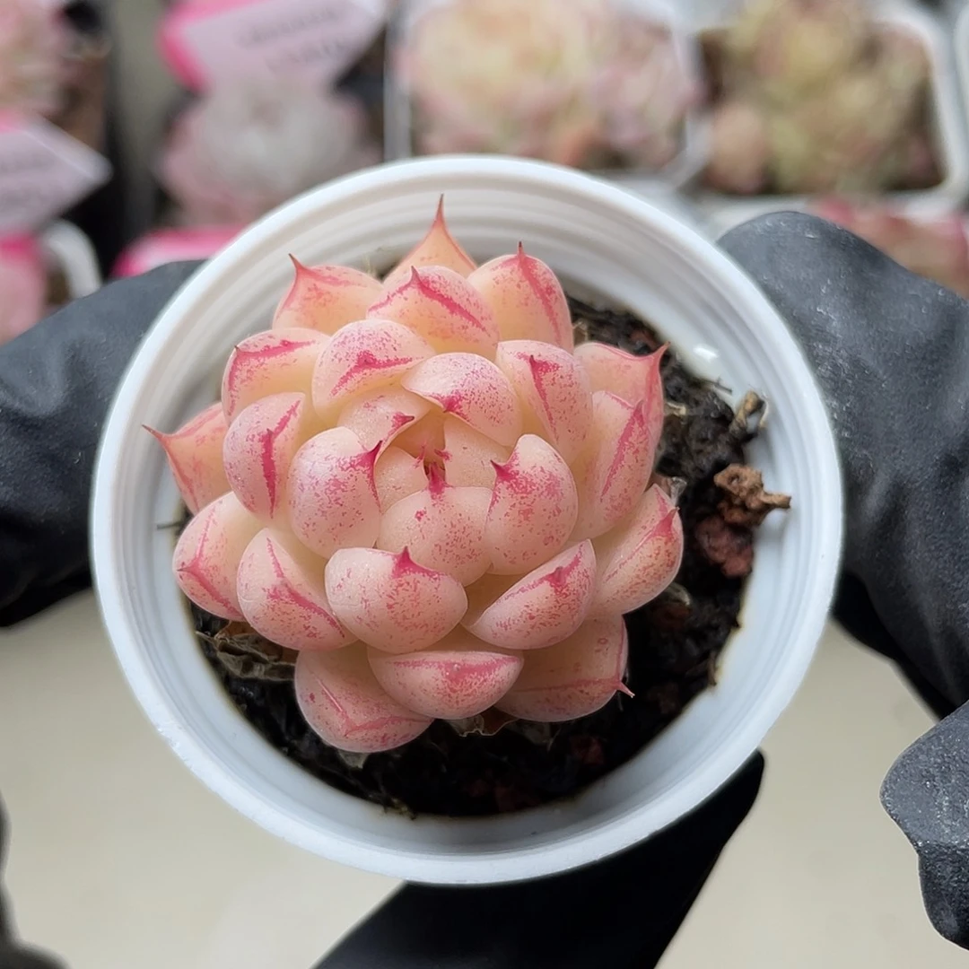 优选麦秆精品1283