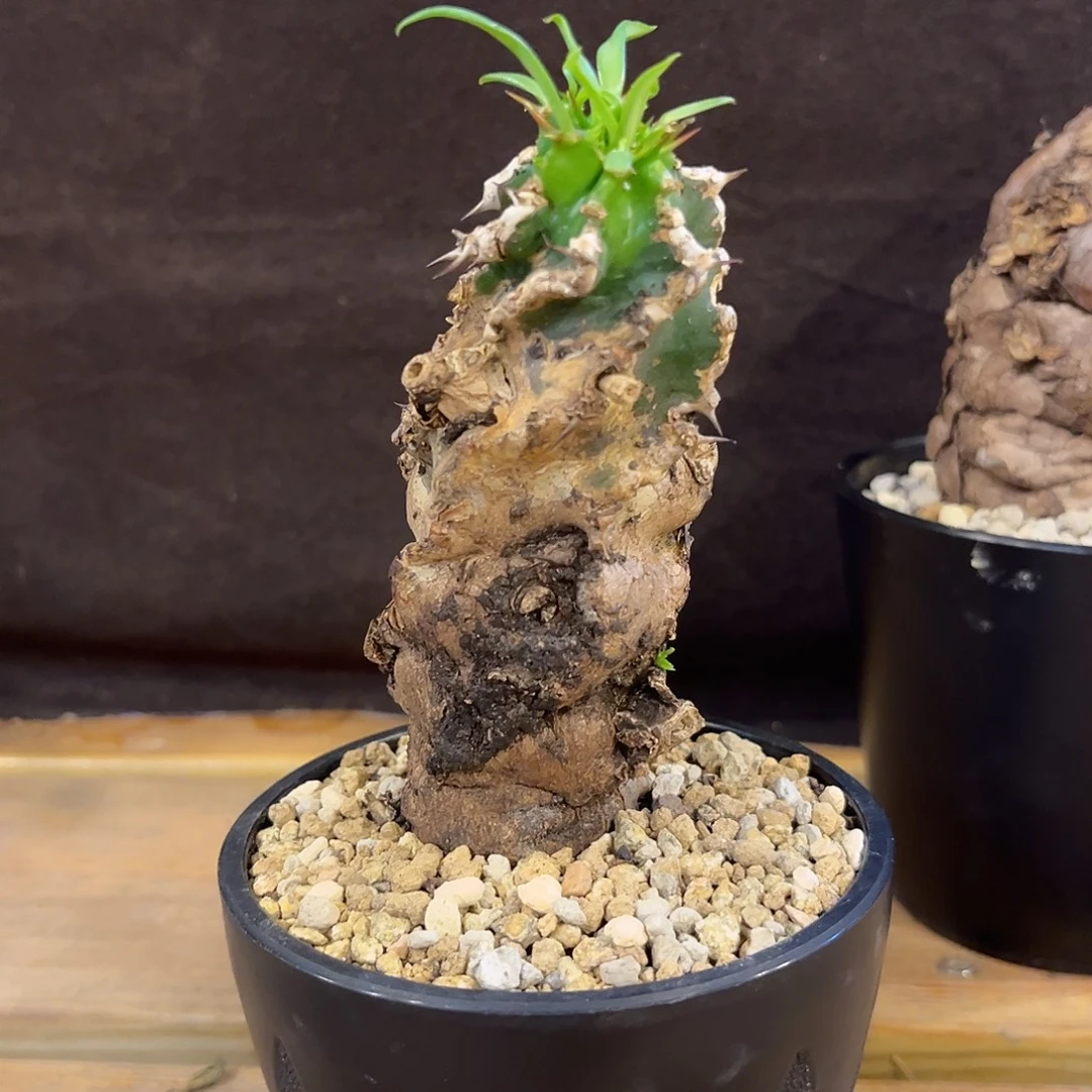 汤圆植物火山大戟