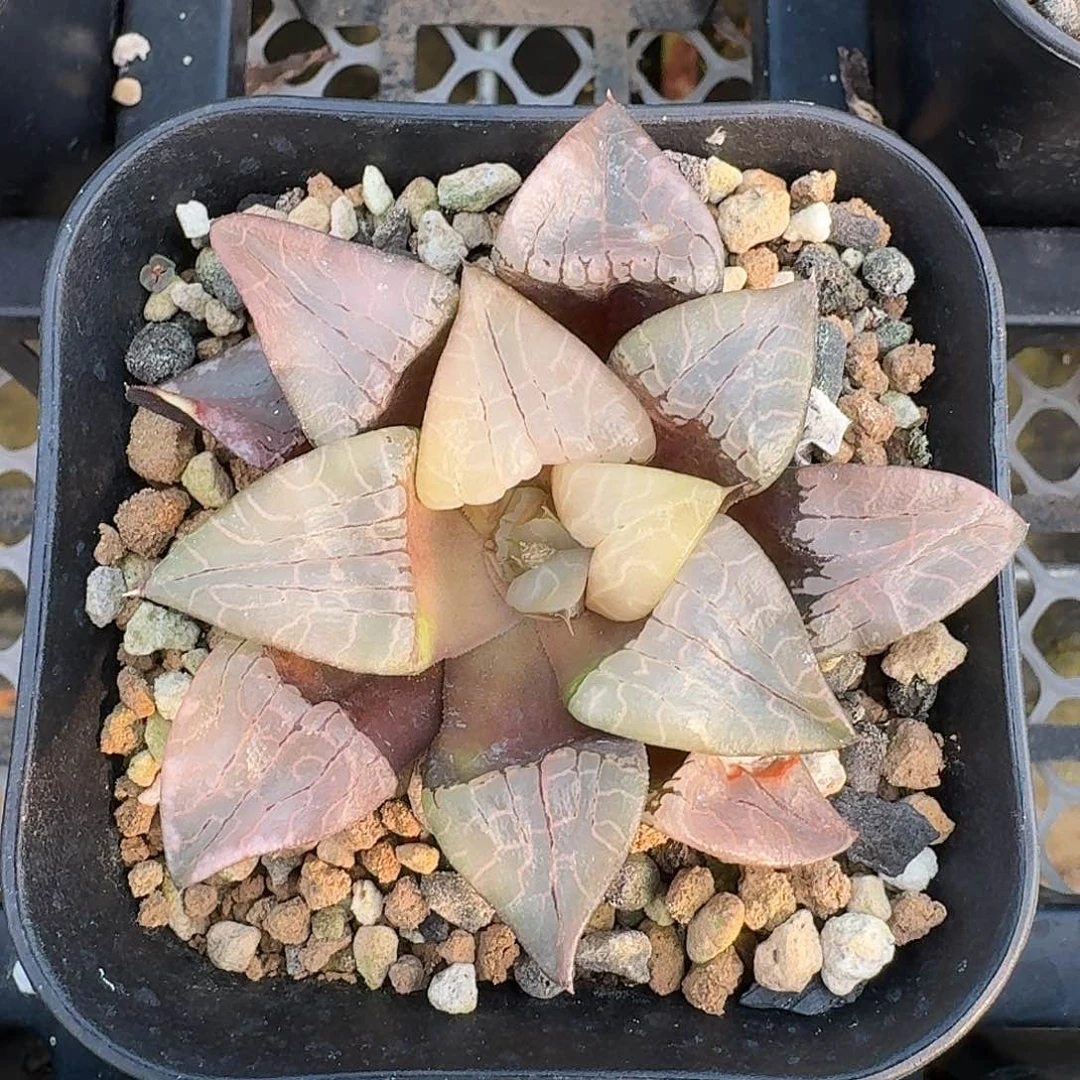 实生选拔美白纹康克