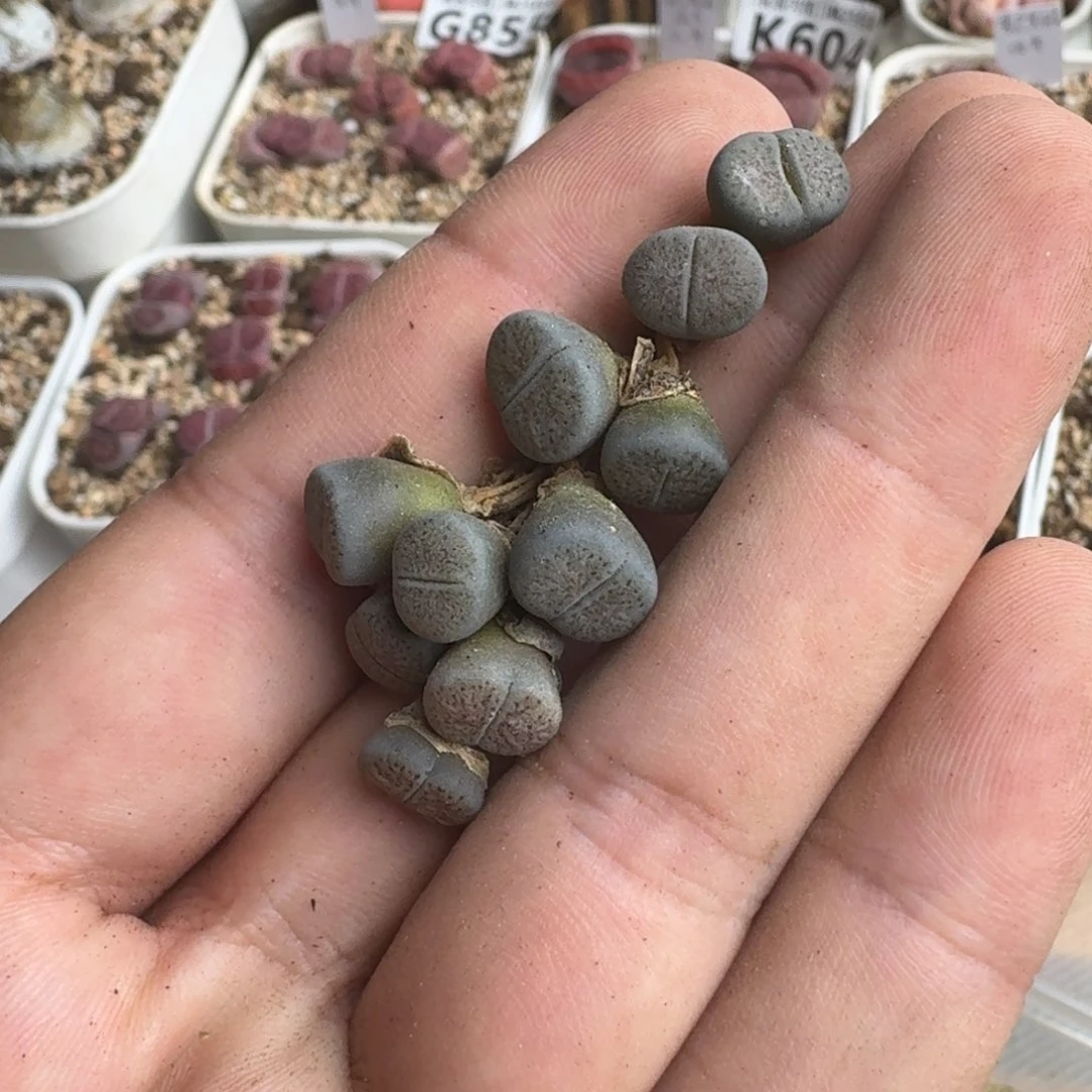 用****9K804线招福一脱苗