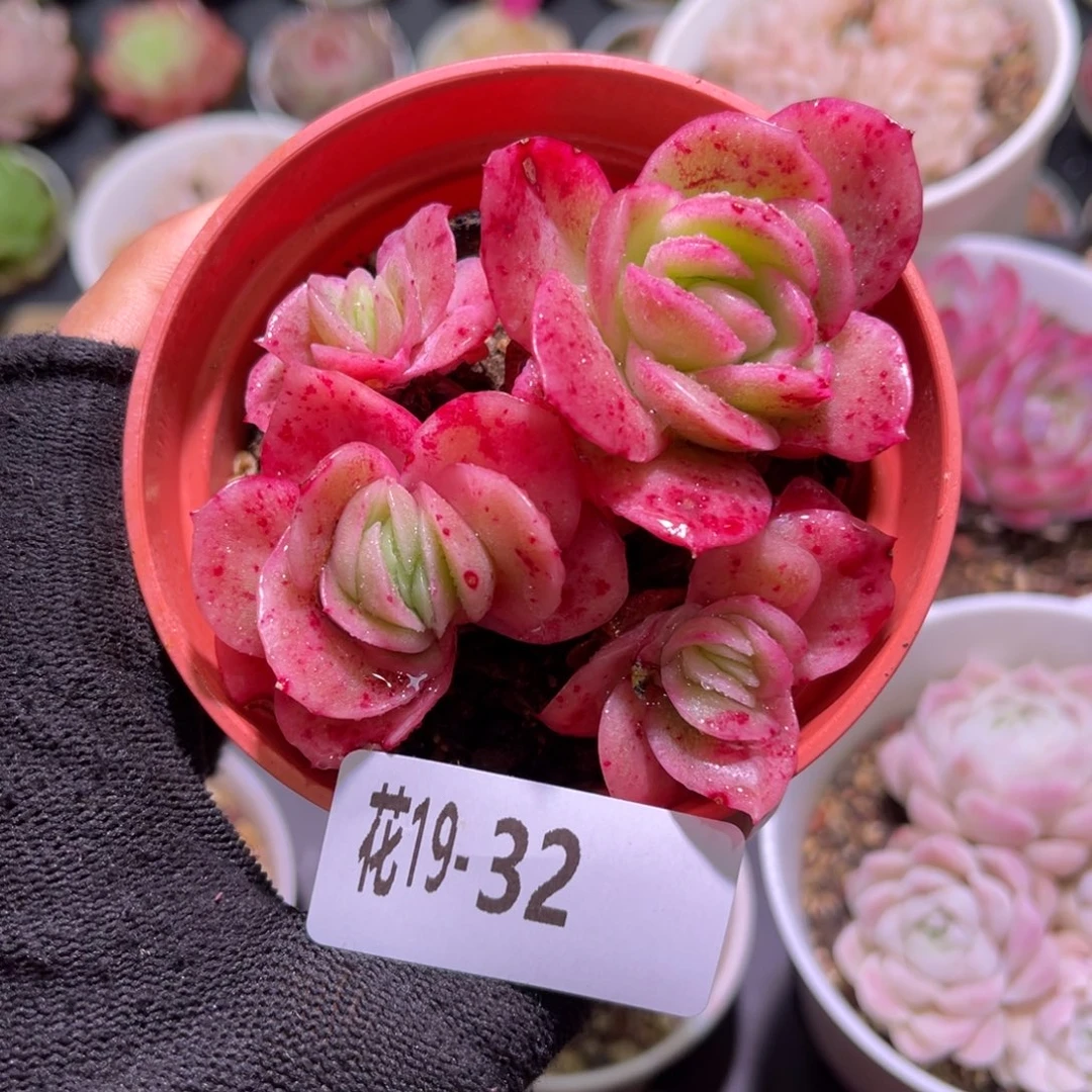 花19-32冰玫瑰小群