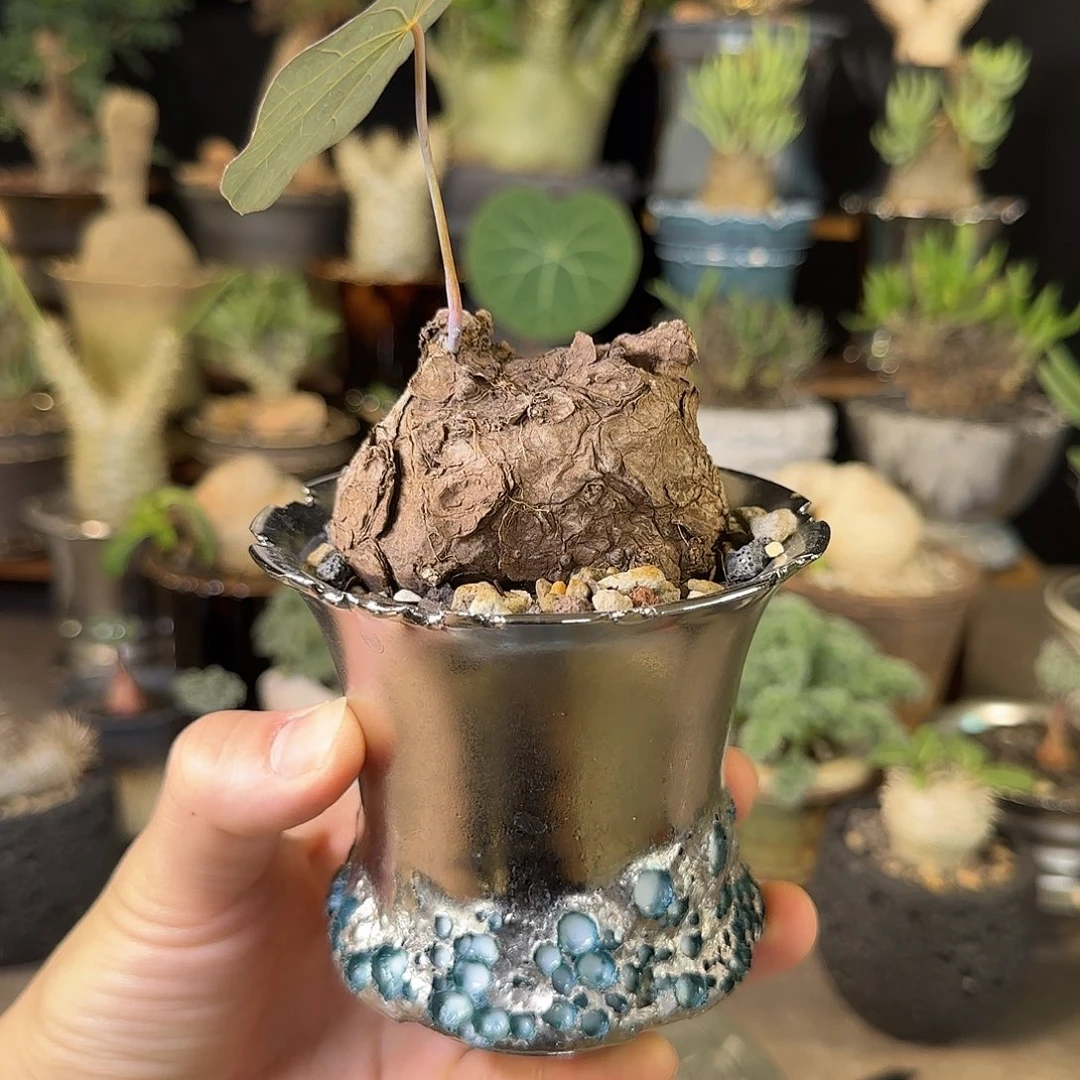 一物一拍老家一叶龟350