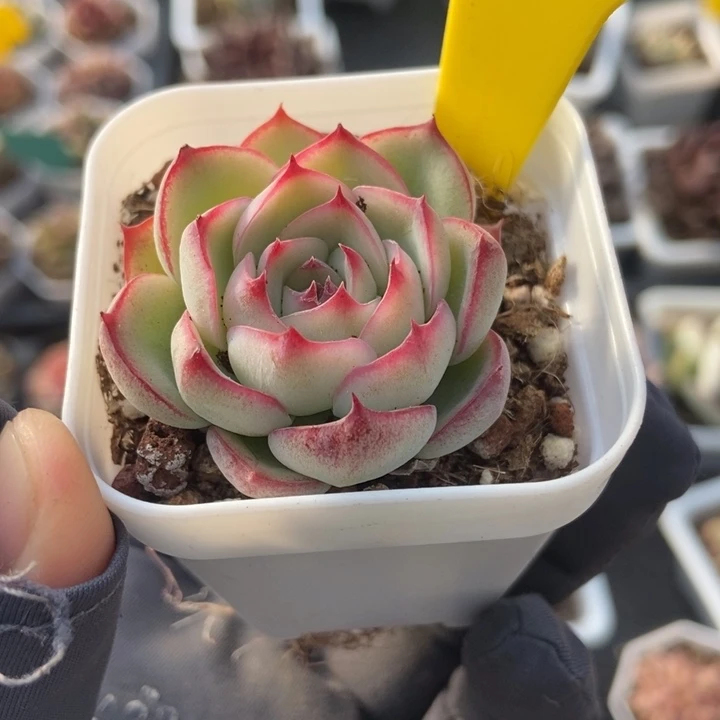 912勾魂仙子多肉植物