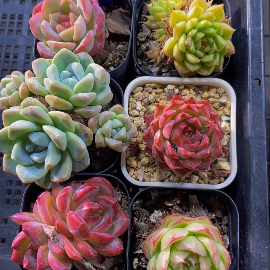 35 -精品美肉六个