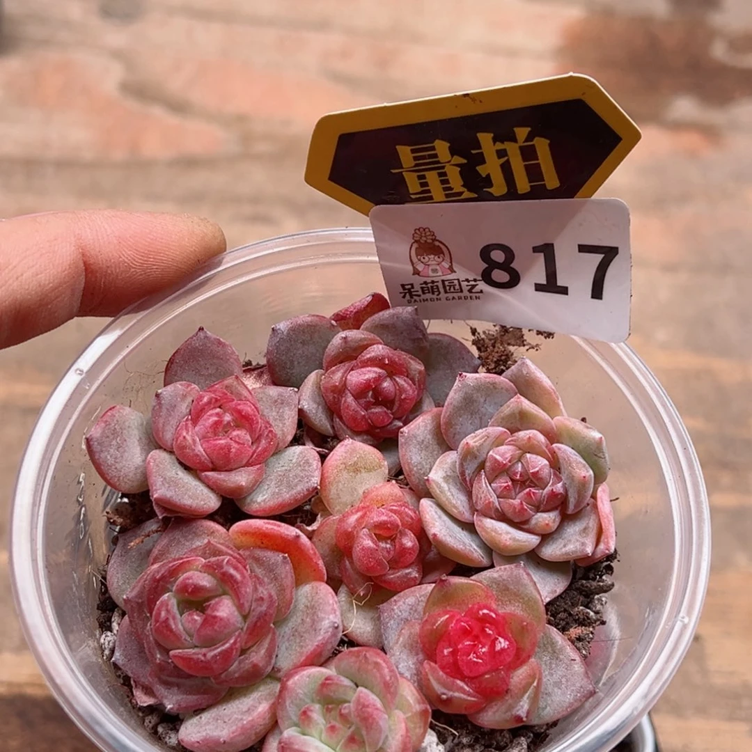 多肉植物多肉植物