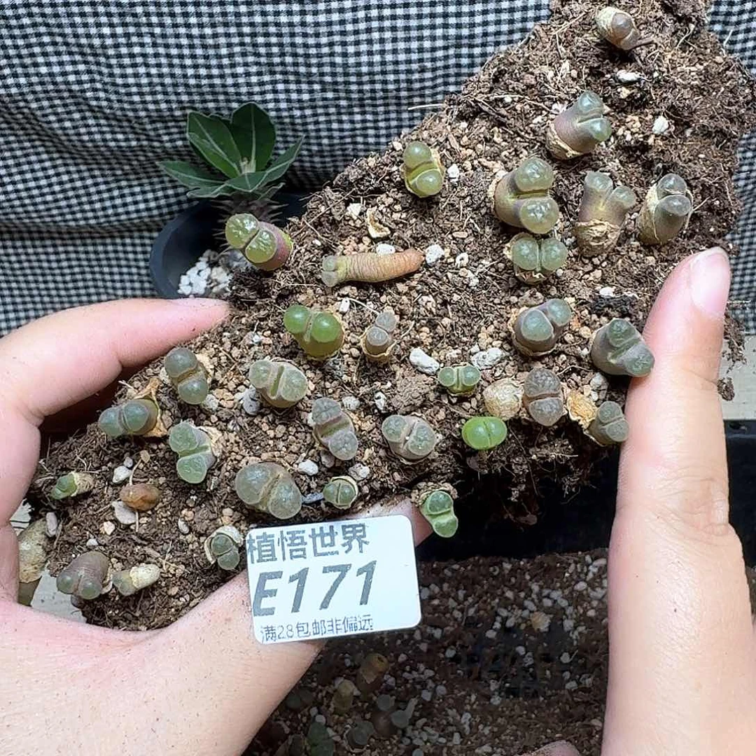 多肉植物的润泽中含有