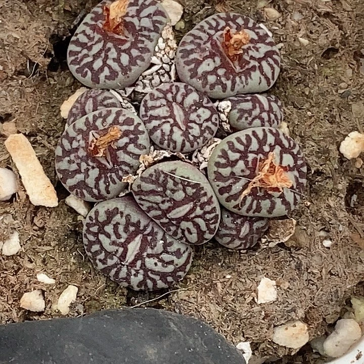 杜*果桃喜花园 0131-63超墨