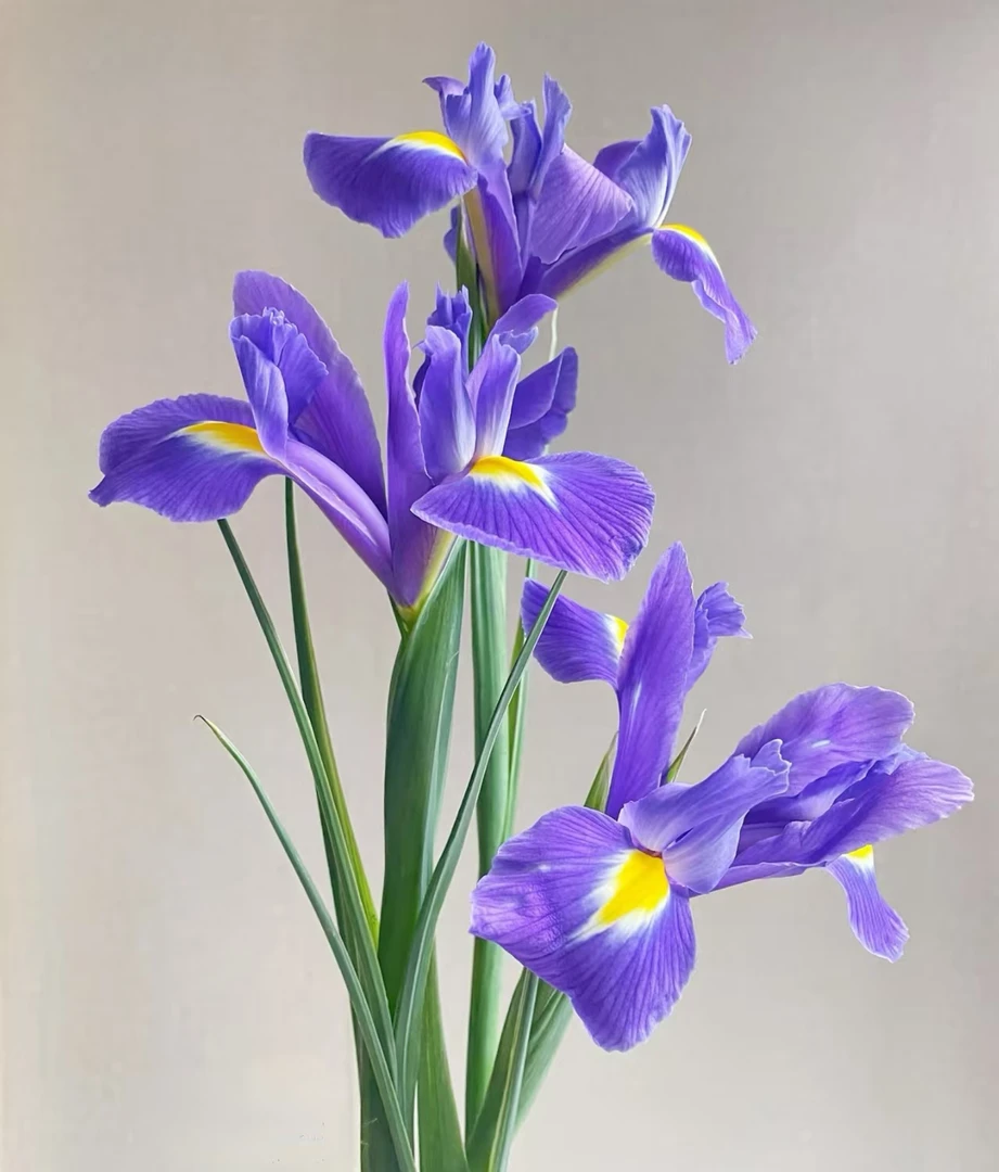 【鸢尾鲜切花】A级DR 法式浪漫风 包邮云南基地直发现采