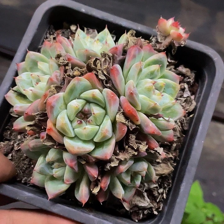 阿尔巴佳人一物一拍