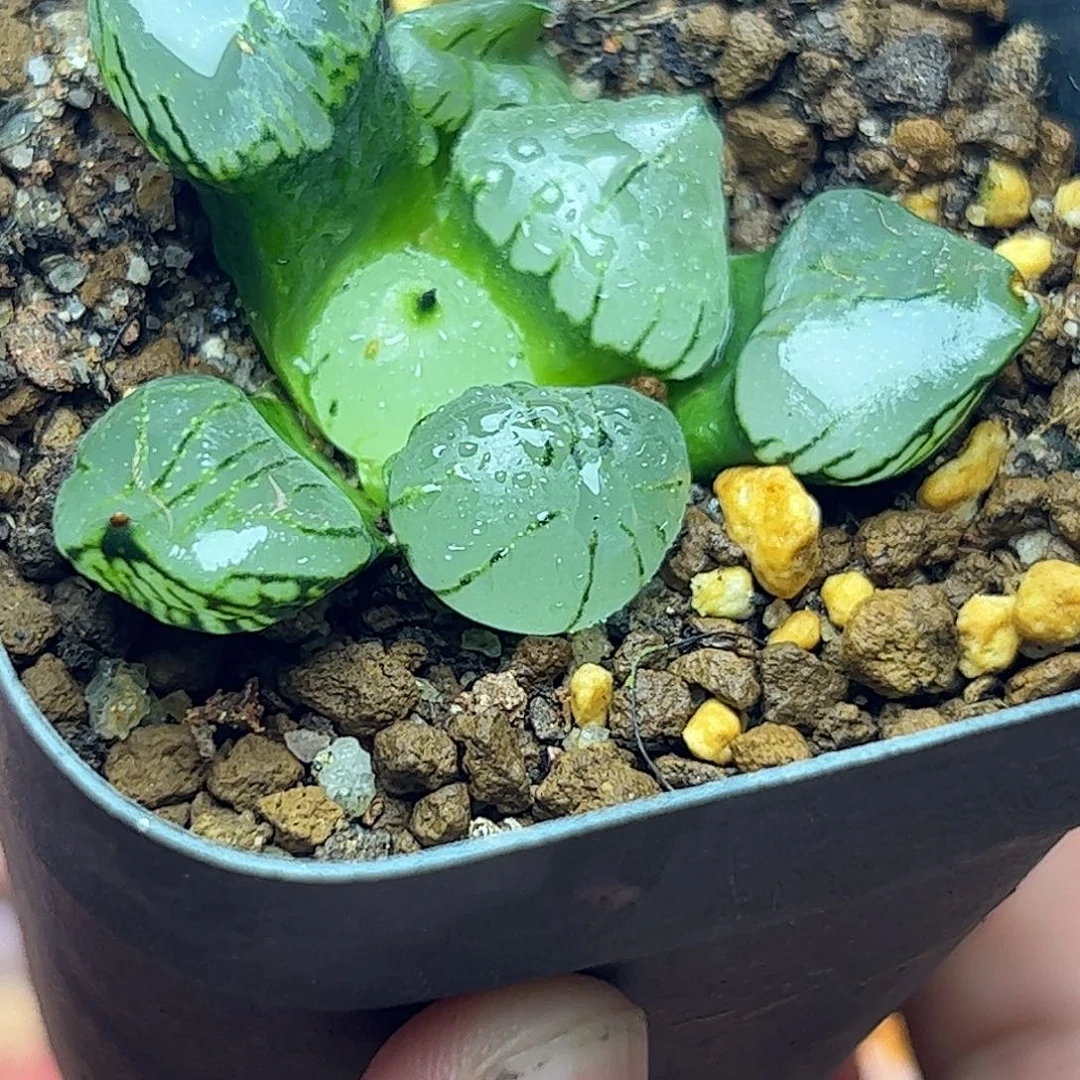 3***9魔晶球十二卷多肉植物满