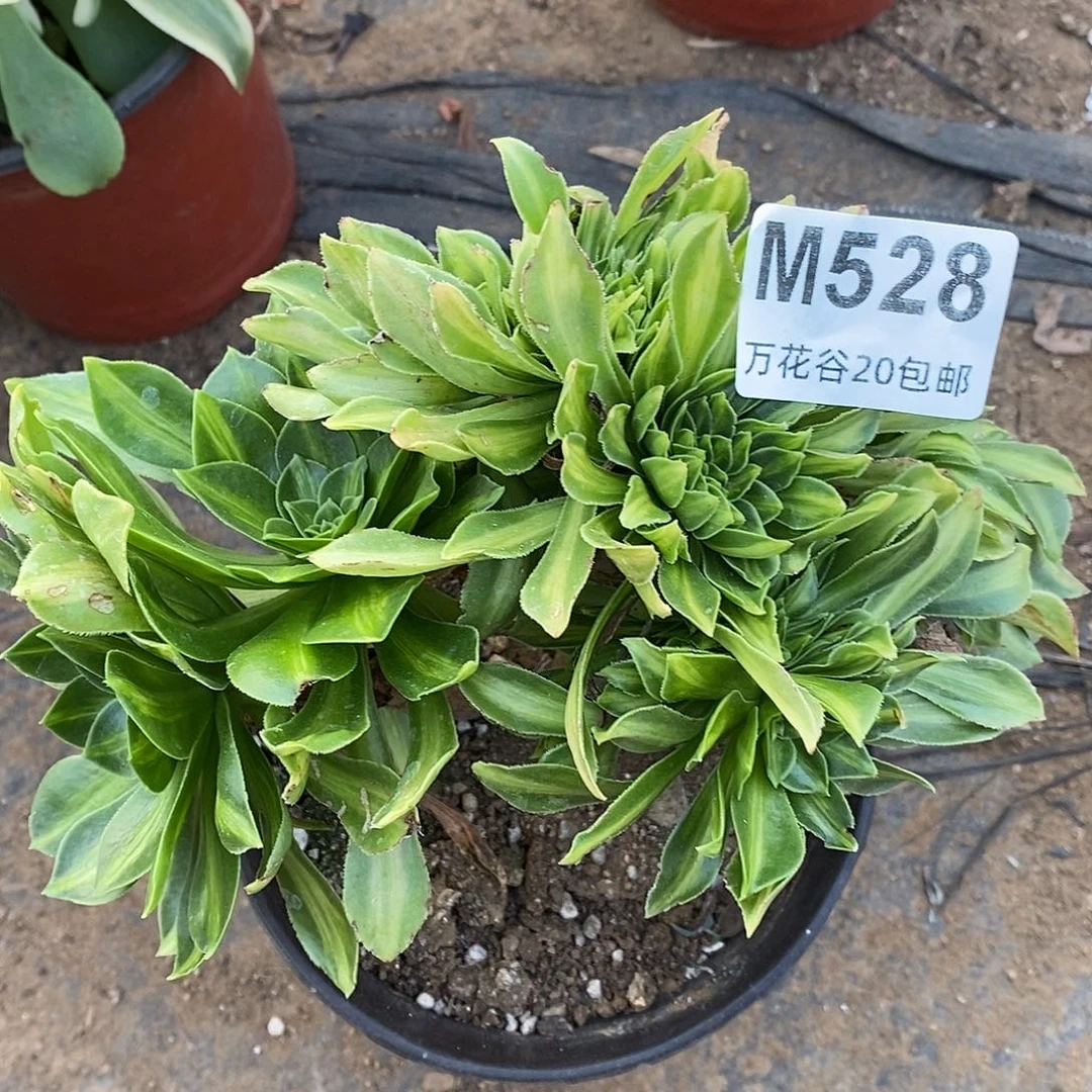 528夜光杯缀多肉植物