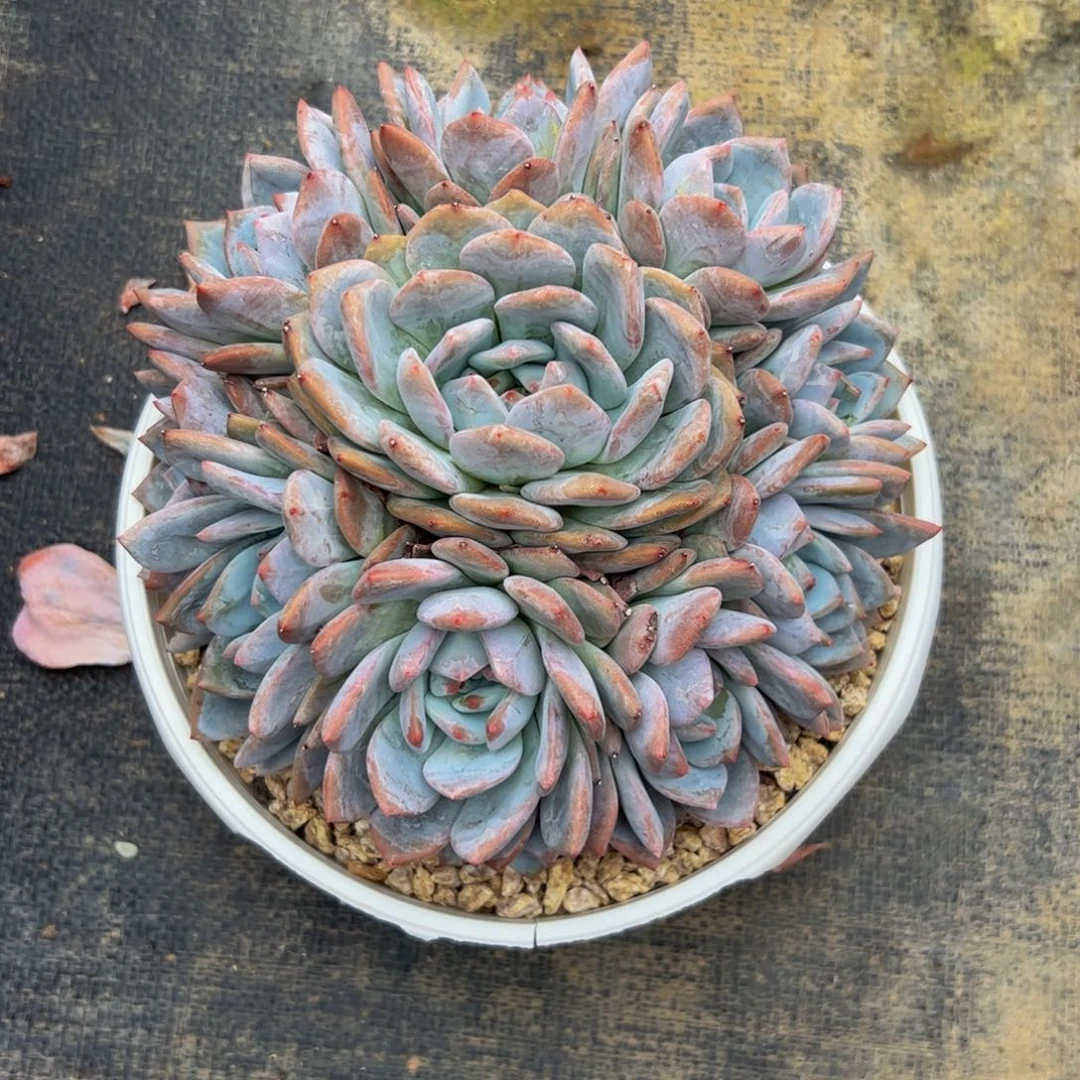 琳***肉橙子捧花多肉植物