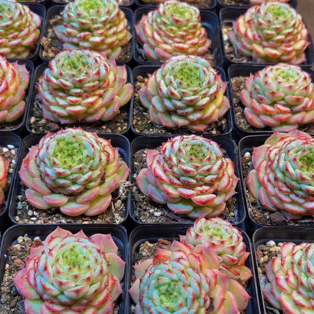 默***默603多肉的我也想要一