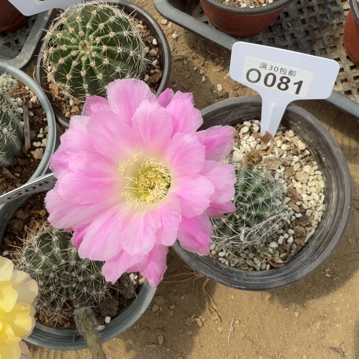 粉精灵福利特价O081