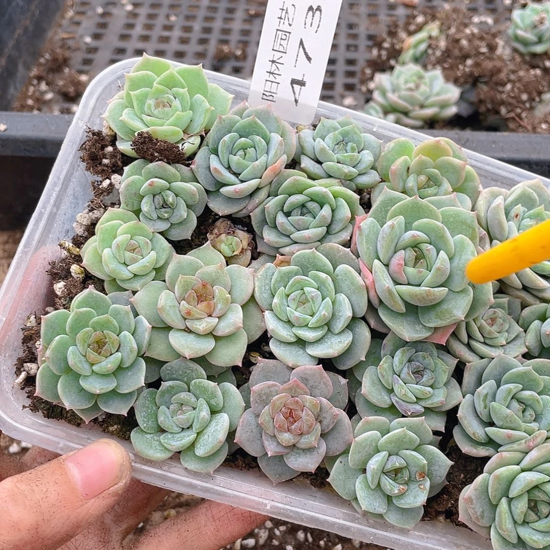 多肉植物多肉植物473