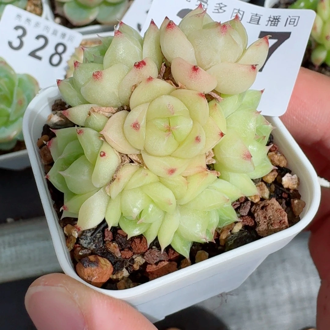 麦秆群生            精美多肉植物