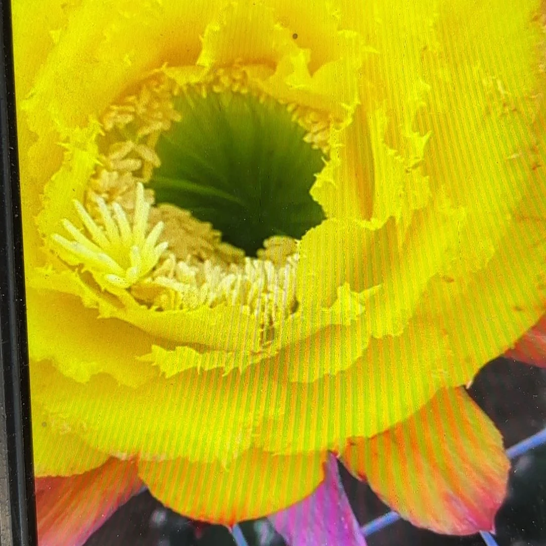 5-5毛侧牙20包邮13