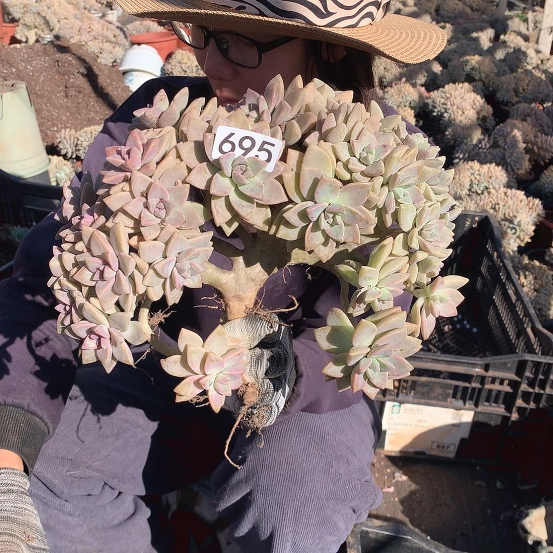 695 淡雪缀 一物一拍