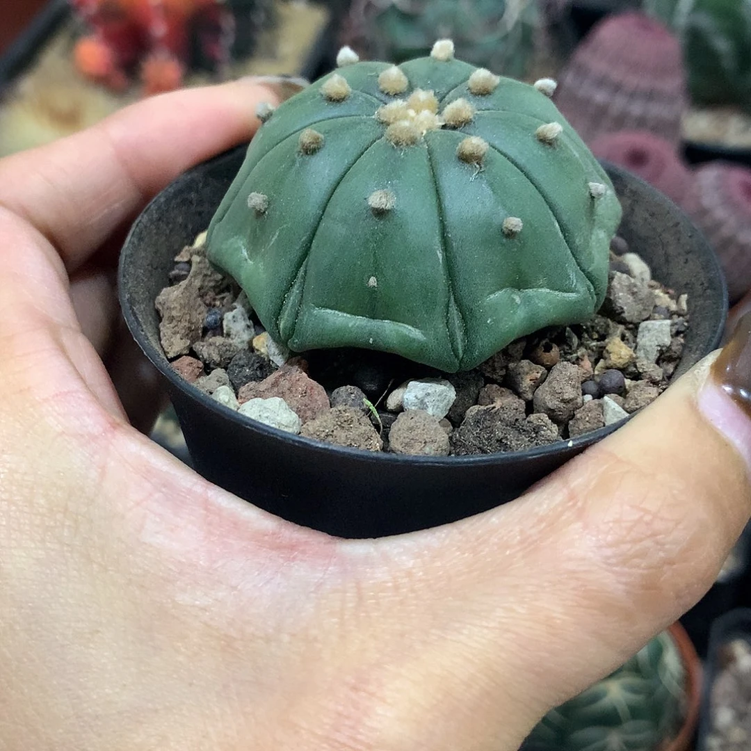 福利实生琉璃8楞复楞兜