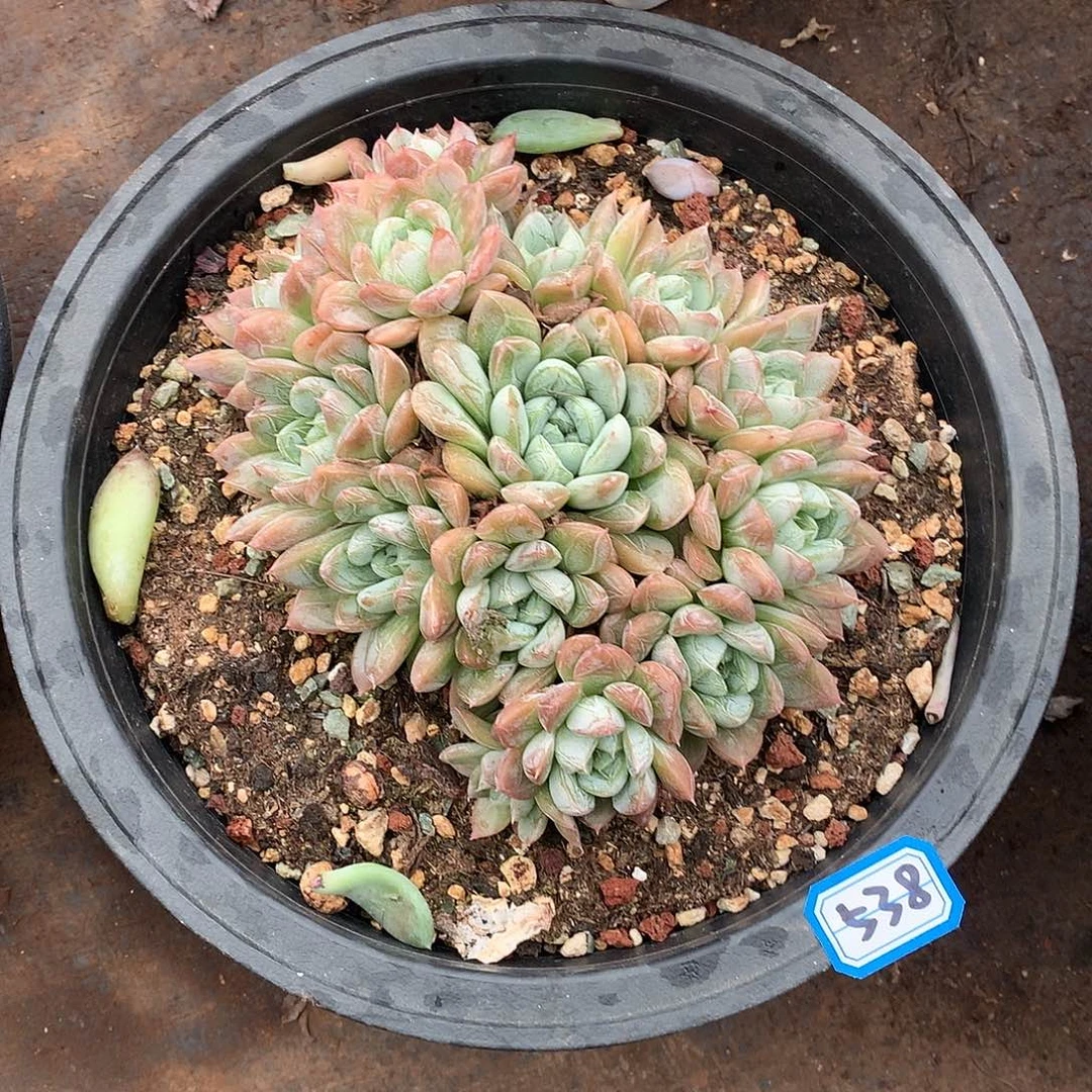 538爱莎 一物一拍多肉