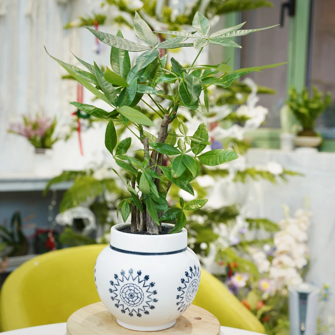 发财树精致盆栽种好成品发货好养易活耐干室内绿植净化空气