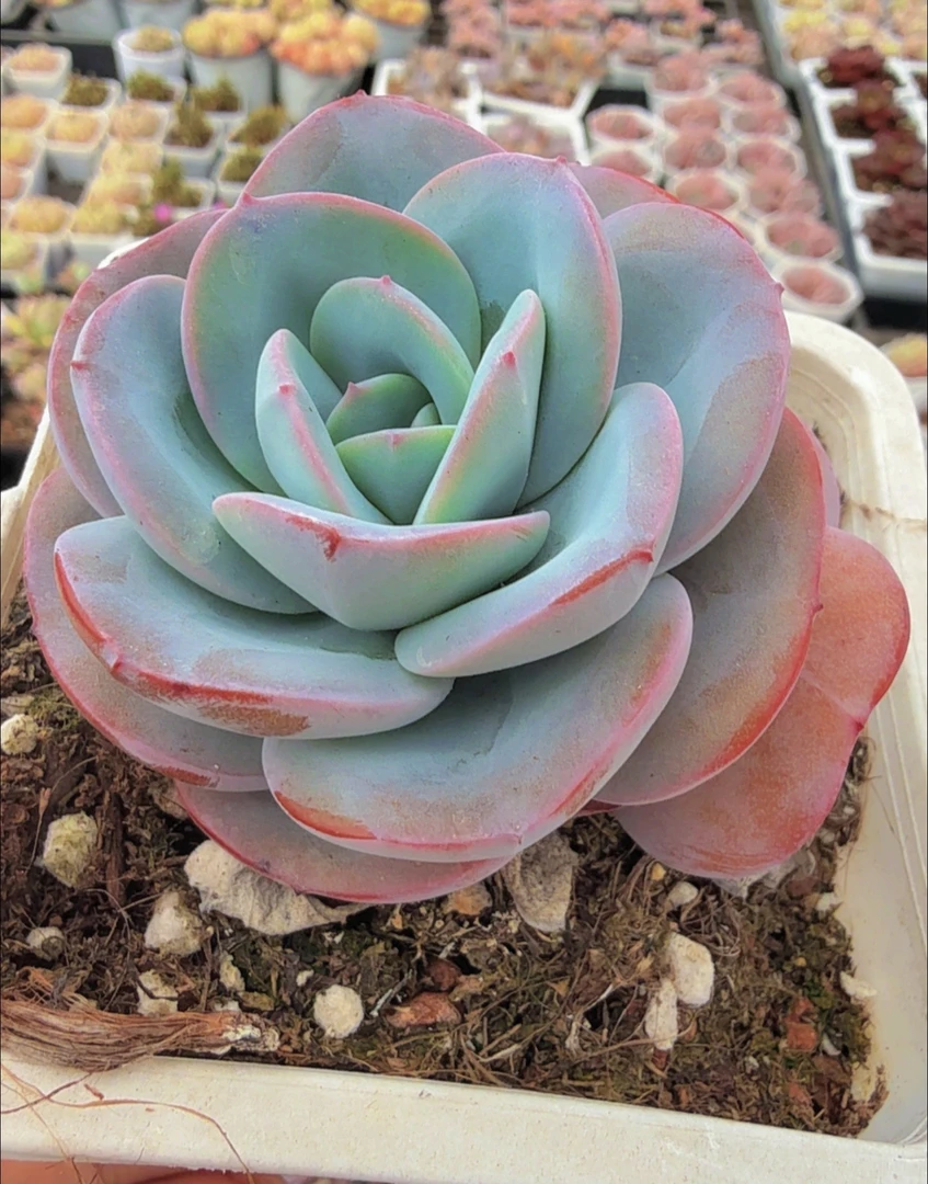 布鲁蓝（满9.9包邮）