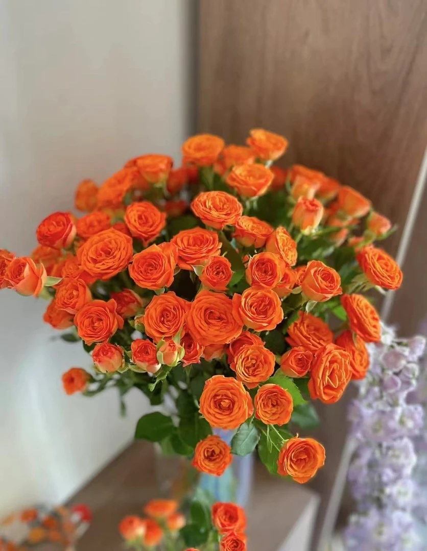 鲜花【葡噗花舍】橙色芭比多头玫瑰   10支