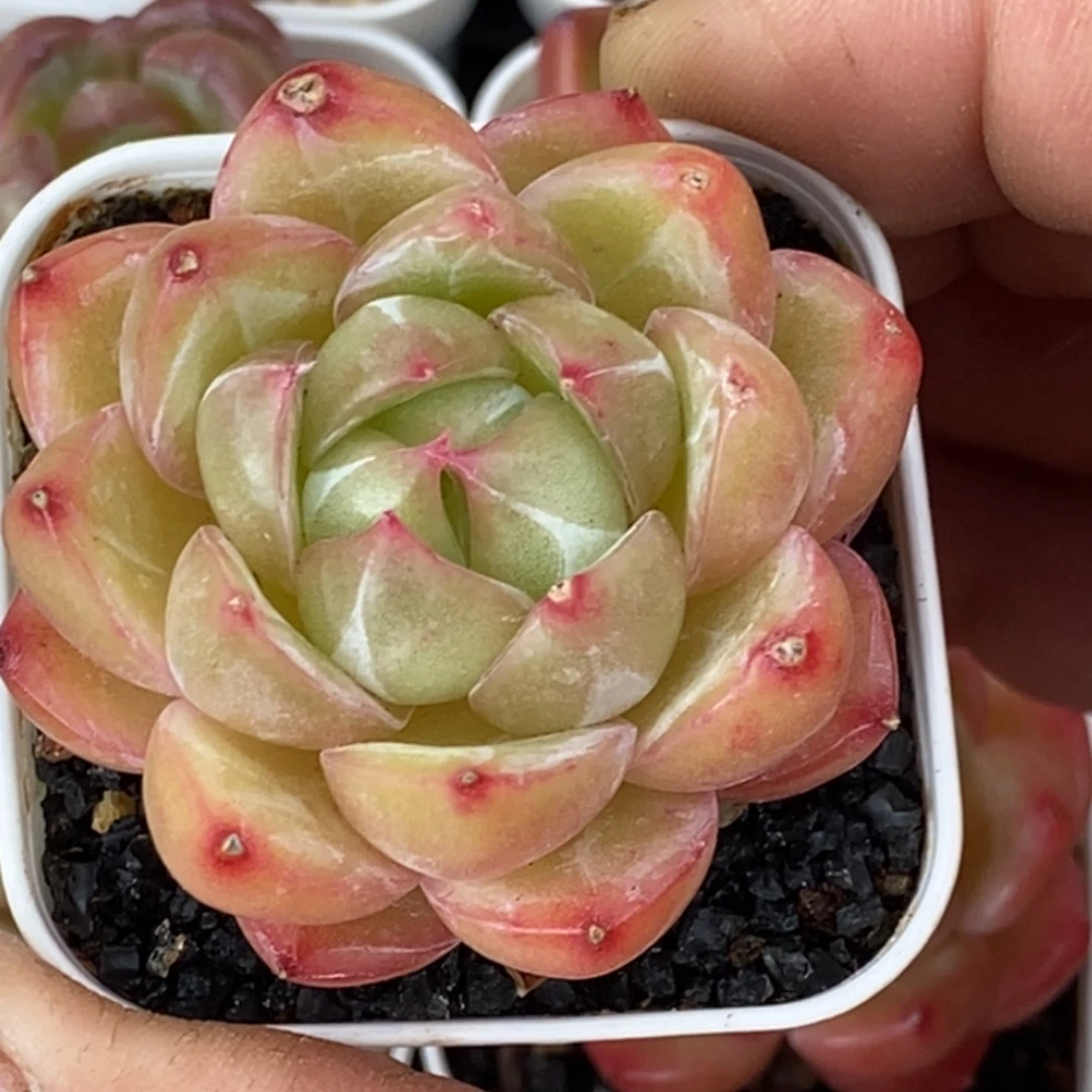 天官赐福百无禁忌