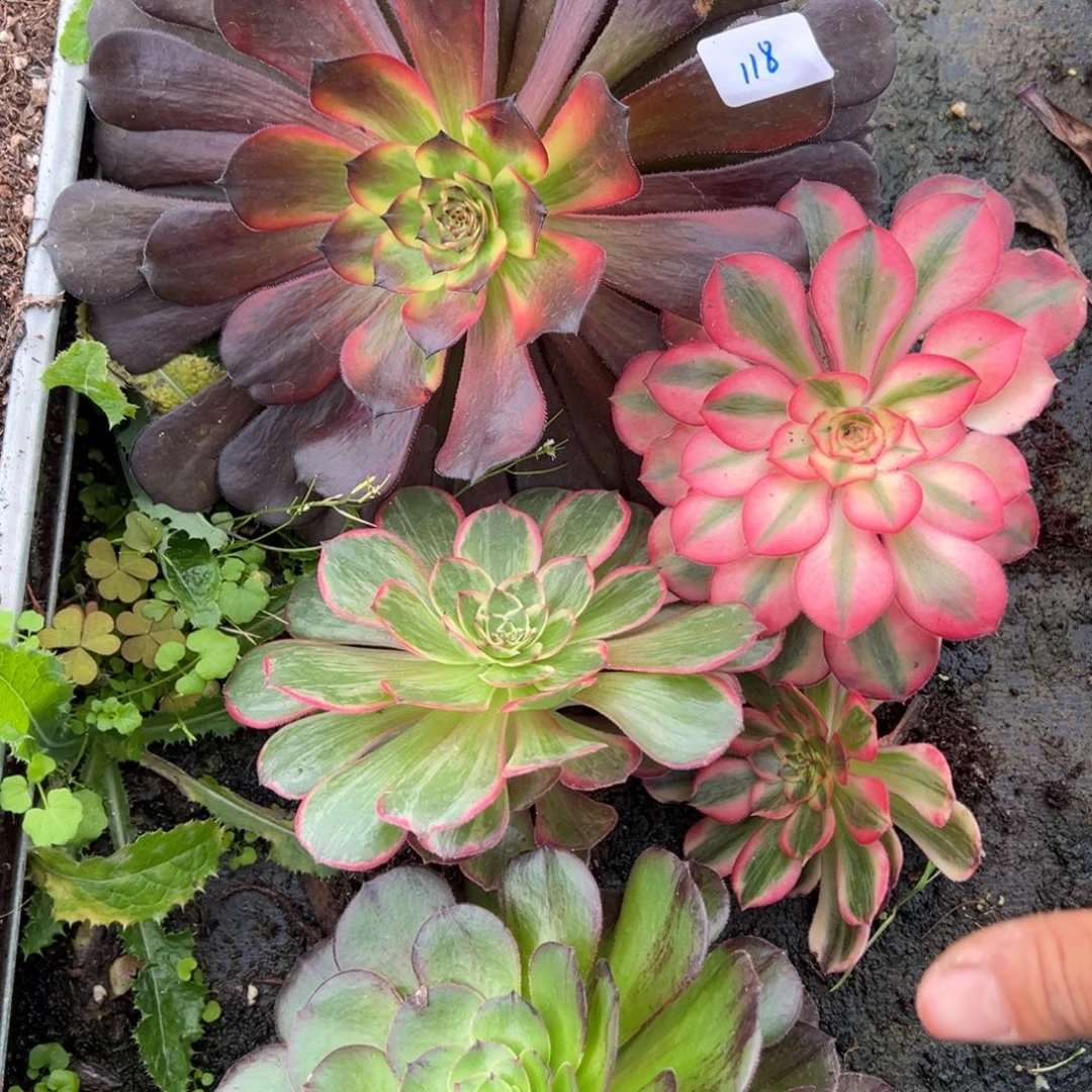 118框拍多肉植物一样