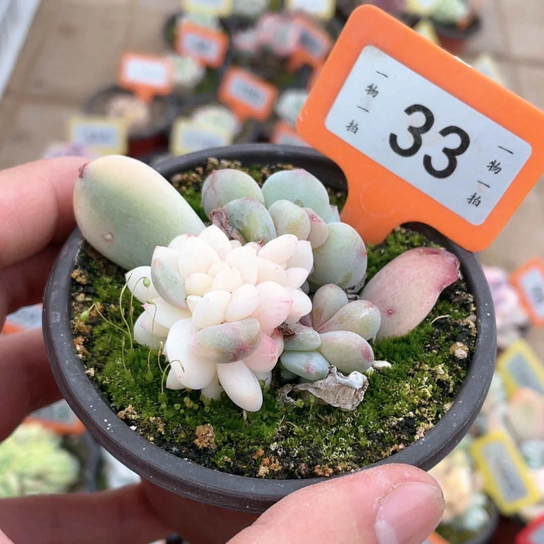 【闪购商品】33号的