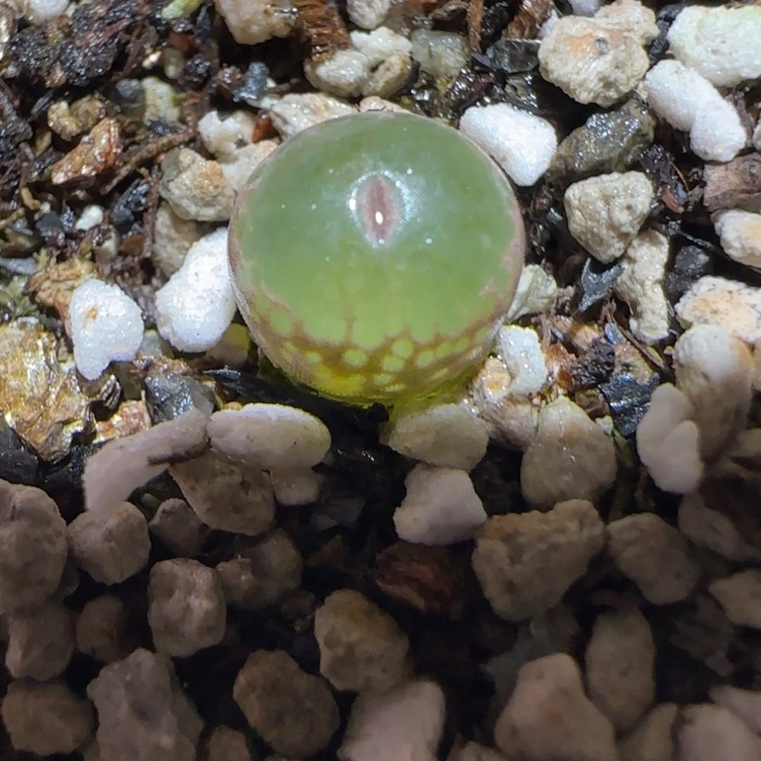 肉锥多肉植物百科-安格471