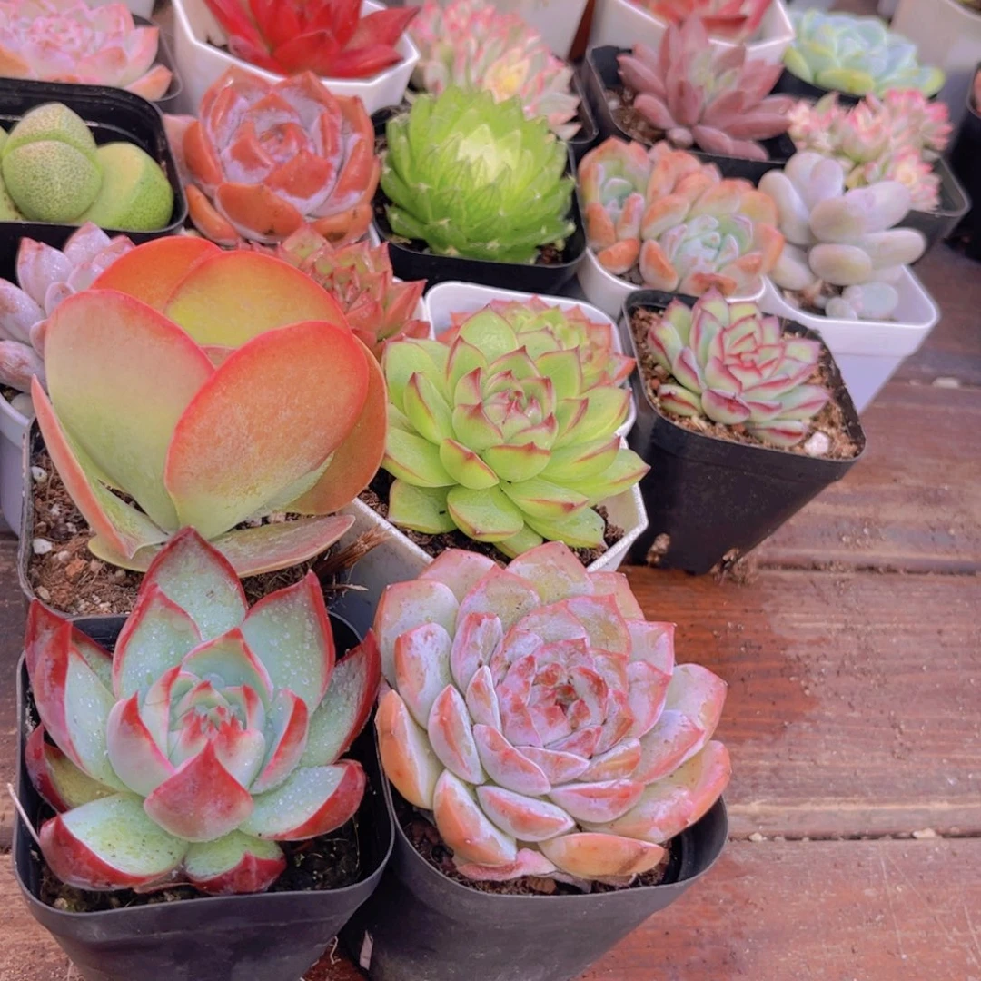 4盆内还有大量蔬菜