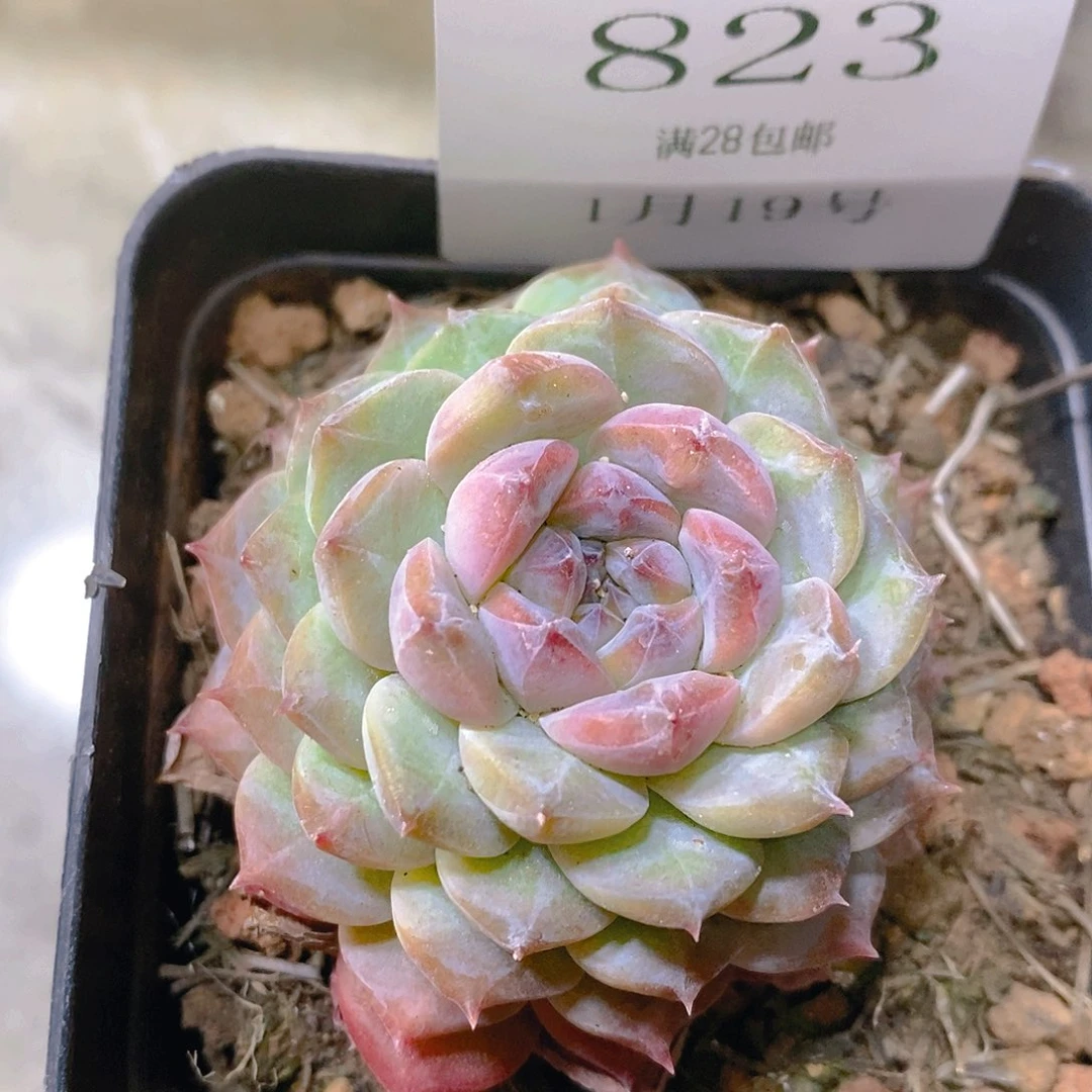 【闪购商品】云823