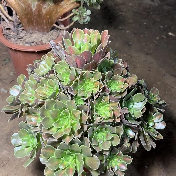 多肉植物法师女妖1